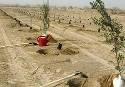 کاشت بیش از هزار نهال در بیابان&zwnj;های سیریک