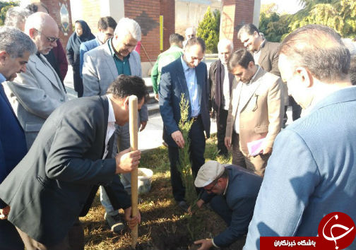 بیش از یک میلیون اصله نهال در گلستان غرس شد