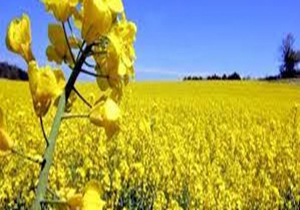 کاشت دانه روغنی کلزا در گراش