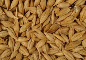 آغاز به کار طرح مشارکتی در مزارع جو سروستان