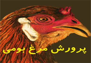 مرغ&zwnj;های بومی فارس، سه برابر بیشتر از قبل تخم می&zwnj;گذارند