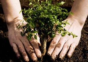 اجرای پویش ملی کاشت نهال صلح و دوستی در قم