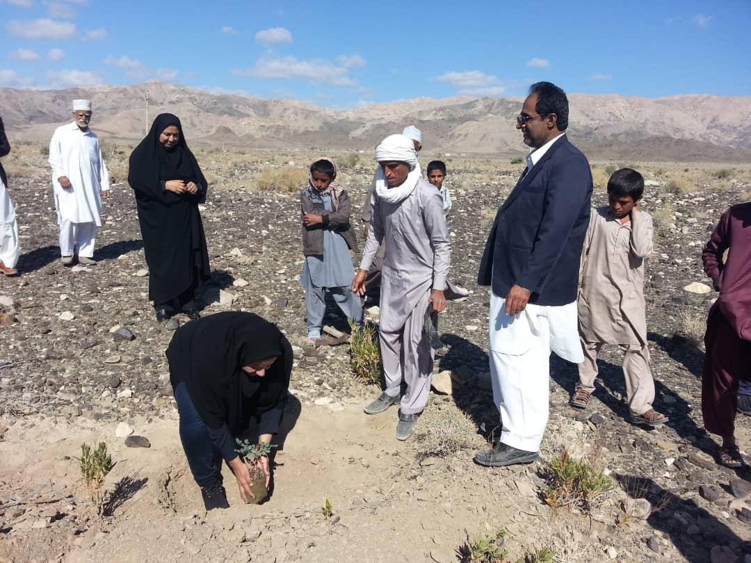 کاشت ۵۰۰ اصله نهال  در شهرستان نیکشهر