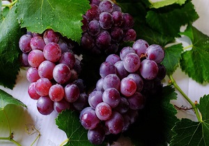 بیش از ۲۰ هکتار از سطح زیر کشت انگور در استان اصفهان، مربوط به کشت دیمی است