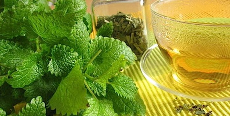 خواص شگفت&zwnj;انگیز دمنوش پونه کوهی