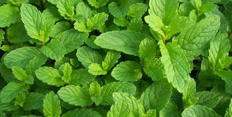 خواص شگفت&zwnj;انگیز دمنوش پونه کوهی
