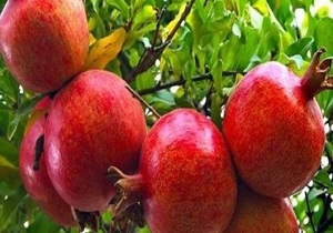 بیش از ده درصد انار استان صادر می‌شود