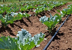 اختصاص دو میلیارد ریال جهت تکمیل طرح آبیاری قطره‌ای