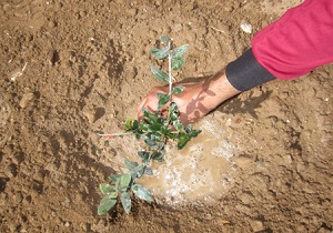 کاشت هشت هزار اصله نهال جنگلی در کوهرنگ