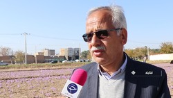 اشتغال زایی ۳۰۰ میلیارد ریالی زعفران در گناباد