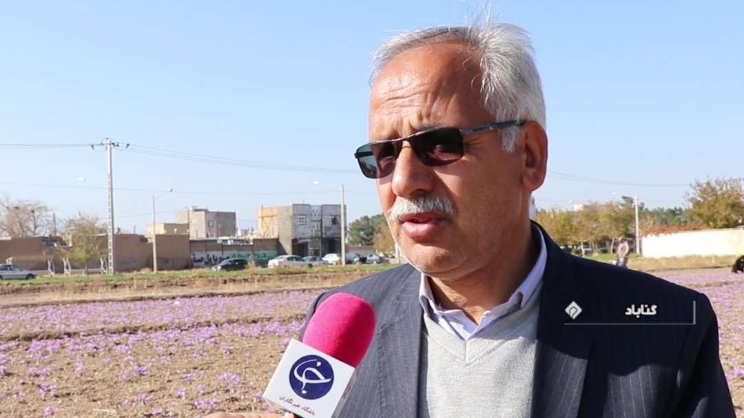 اشتغال زایی ۳۰۰ میلیارد ریالی زعفران در گناباد