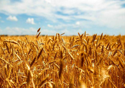 ختم دادرسی پرونده گندم‌های مفقودی اعلام شد