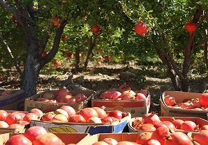 رشد ۱۵ درصدی برداشت انار در آرادان