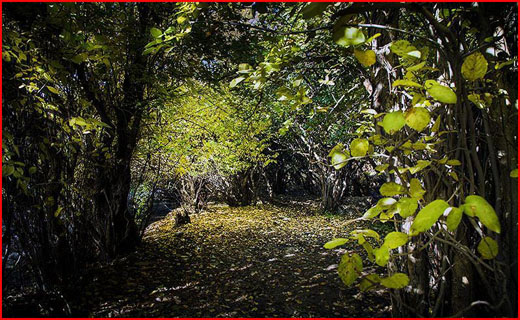 طبیعت پاییزی شهر الشتر لرستان در قاب تصویر