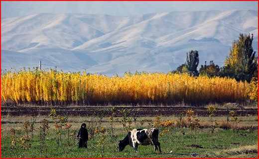 طبیعت پاییزی شهر الشتر لرستان در قاب تصویر