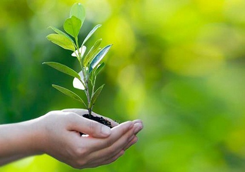 توصیه‌های مدیر حفظ نباتات کهگیلویه و بویراحمد به کشاورزان