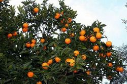 میوه‌های عجیب و غریب و بومی جنوب شرق آسیا + فیلم