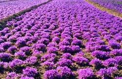 خرید بیش از نهصد کیلوگرم زعفران خشک در خواف خرید بیش از نهصد کیلوگرم زعفران خشک در خواف