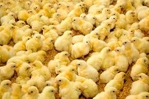 جریمه میلیاردی برای تقلب در فروش جوجه یک روزه