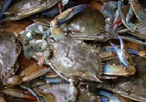 توقیف محموله آبزیان حرام گوشت در قزوین