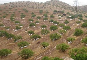 طرح ملی جنگلانه در شهرستان لالی آغاز شد