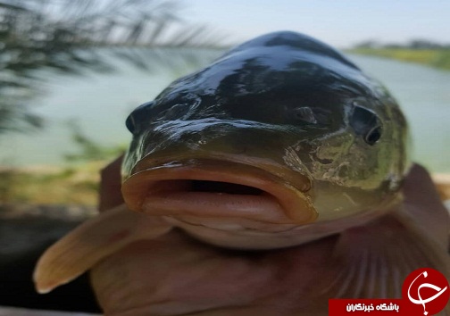 امتیاز پرورش ماهیان خاویاری در انحصار یک خوزستانی امتیاز پرورش ماهیان خاویاری در انحصار یک خوزستانی