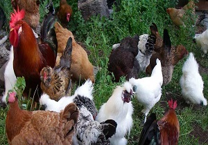 ۲۲۸ واحد پرورش مرغ گوشتی در سیستان و بلوچستان فعال است