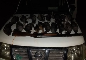 دستگیری شکارچی غیر مجاز  ۲۰ قطعه چنگر در شهرستان نیکشهر