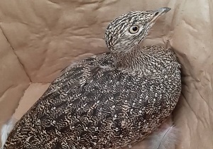 مشاهده یک گونه پرنده در چهارمحال و بختیاری برای اولین بار