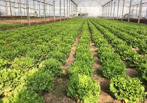 سطح زیر کشت گلخانه در چهارمحال و بختیاری ۲۸ هکتار است