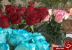 تولید سالانه بیش از ۴ میلیون شاخه گل رز هلندی در یزد