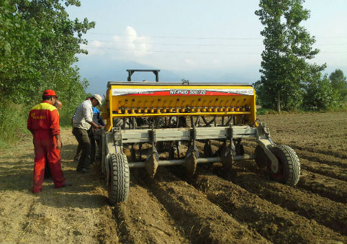 کشت گندم به شیوه رایزبد در کردکوی
