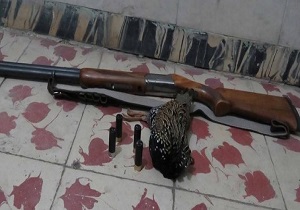 شکارچی دراج در بیله سوار دستگیر شد