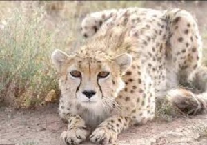 زنده گیری و آزادسازی یک قلاده گربه وحشی درشهرستان هریس