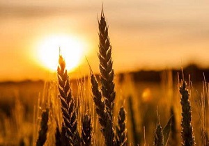 کشت مکانیزه گندم در اراضی چهارمحال و بختیاری