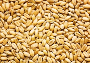 تولید سالانه دو هزار تن بذر در چهارمحال و بختیاری