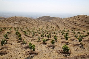 ریزگردهایی که زمین گیر می شوند
