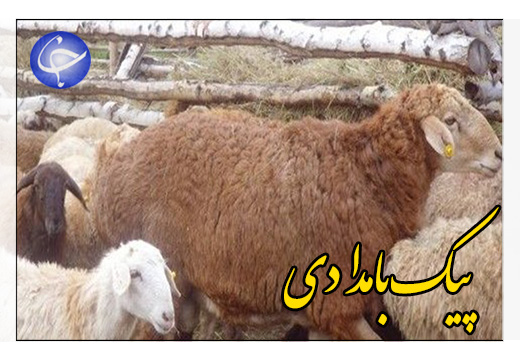 دام&zwnj;های چاق، پشت درب بسته کشتارگاه&zwnj;ها + صوت