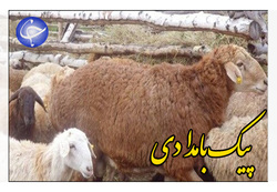 مسئله بنزین و معیشت مردم، اولویت جلسه هیئت دولت + فیلم