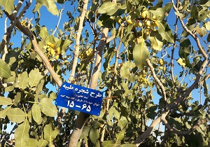 پنج هزار درخت در استان یزد برای محرومان پلاک‌گذاری شده است
