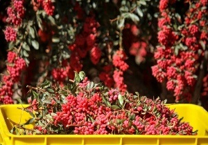 پرداخت بیش از ۳ میلیارد تومان از مطالبات زرشک کاران خراسان جنوبی