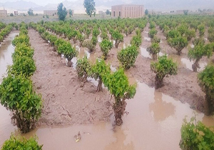 خبری خوش برای کشاورزان خسارت دیده در سیل مازندران