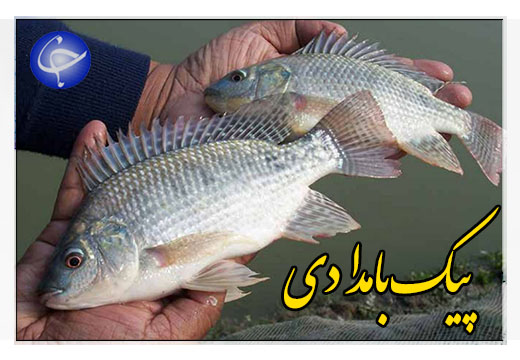 ماهی تیلاپیا