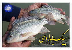 تسریع در روند بهبود معلولین با طراحی و ساخت دستگاهی مدرن + فیلم