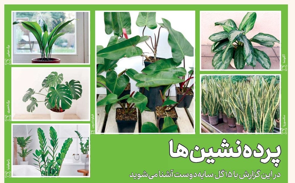 ۱۵ گل سایه&zwnj;دوست را بشناسید