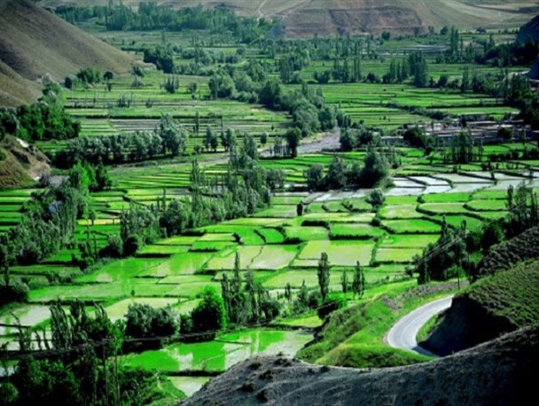 برنج کلات دیگر کشت نمی&zwnj;شود/ سفره ها خالی می شود از دانه بلندهای کلات