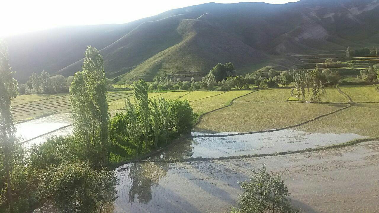 برنج کلات دیگر کشت نمی&zwnj;شود/ سفره ها خالی می شود از دانه بلندهای کلات