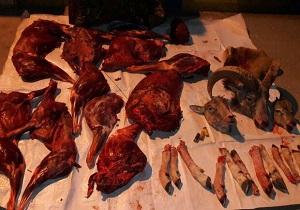 شکارچیان غیر مجاز در سرخه دستگیر شدند
