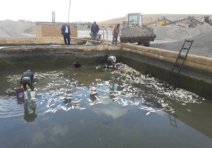 دو تن ماهی قزل آلا از چرخه مصرف انسانی خارج شد