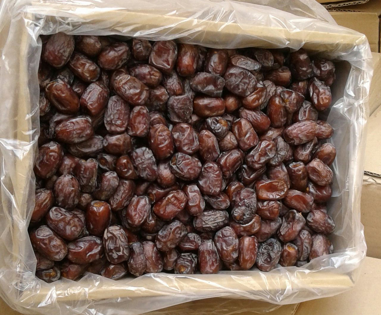 همایش ملی وتخصصی خرمای کلوته درحال برگزاری است